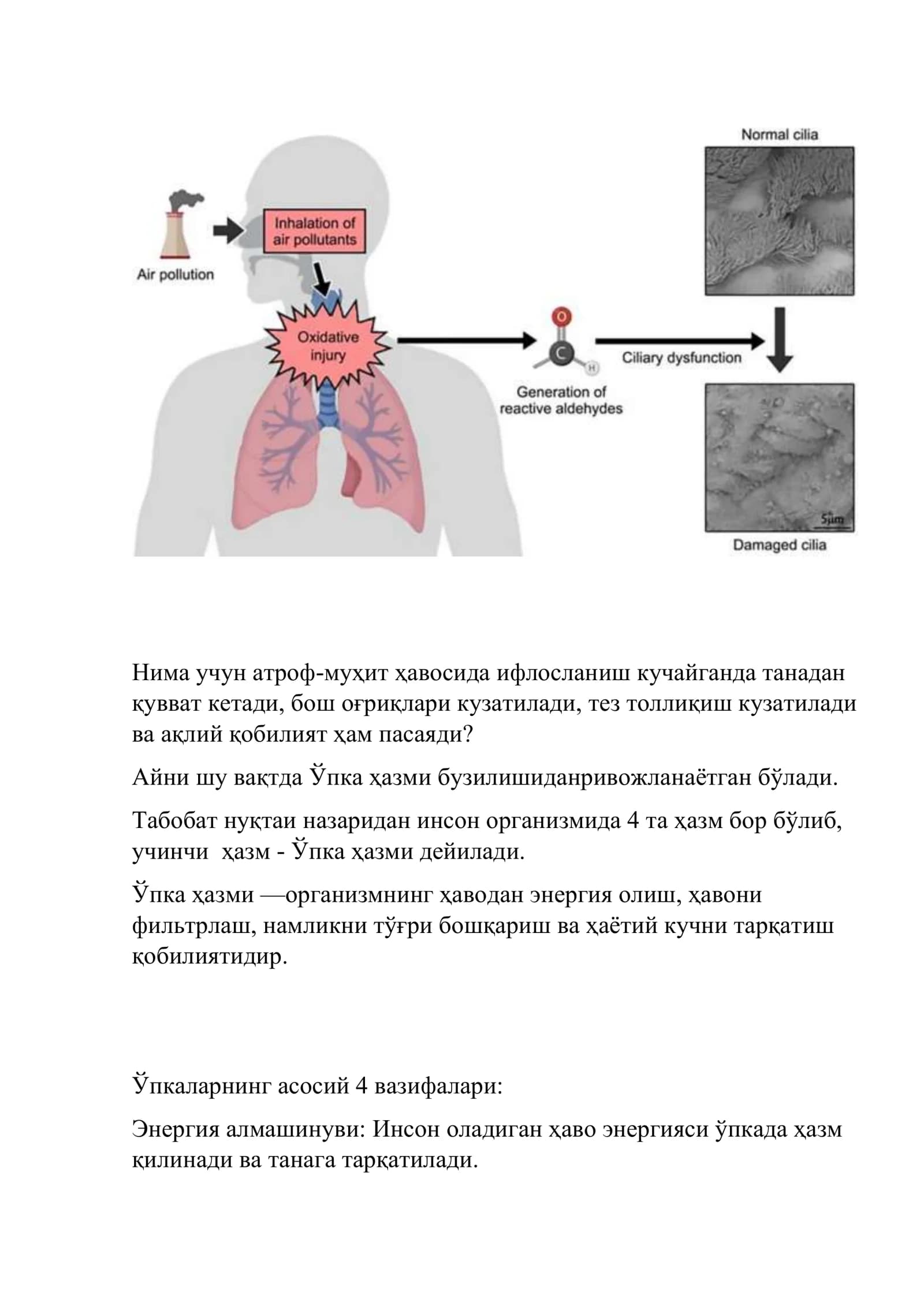 Ўпка ҳазми