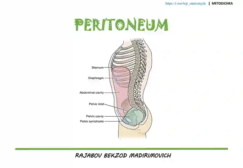 QORIN PARDA (peritoneum)