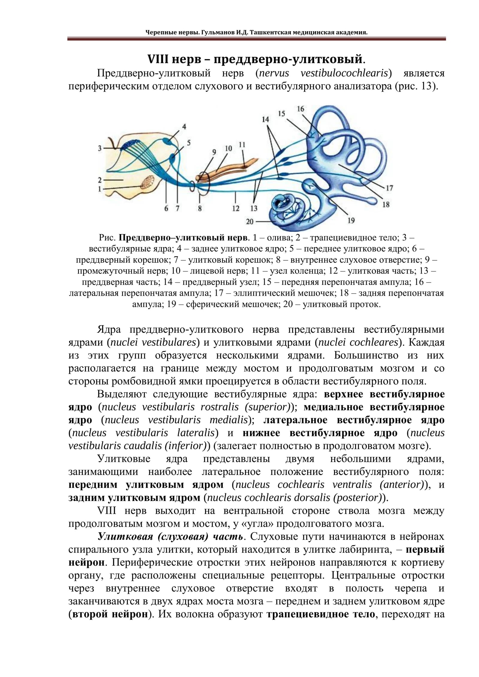 Преддверно-улитковый нерв