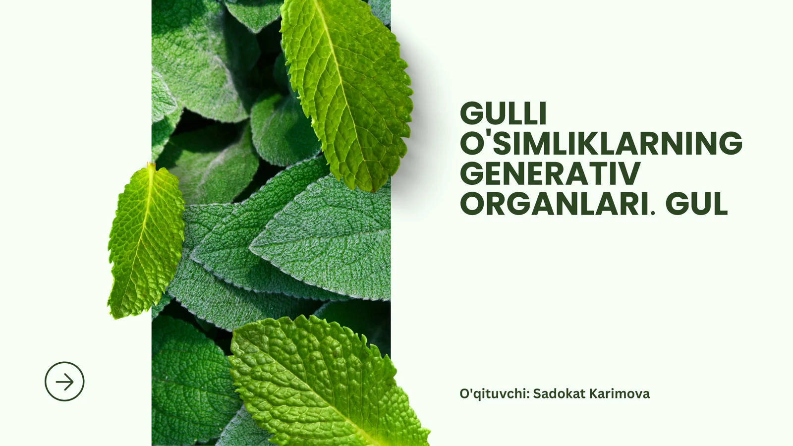 O'Simliklarning Generativ Organlari