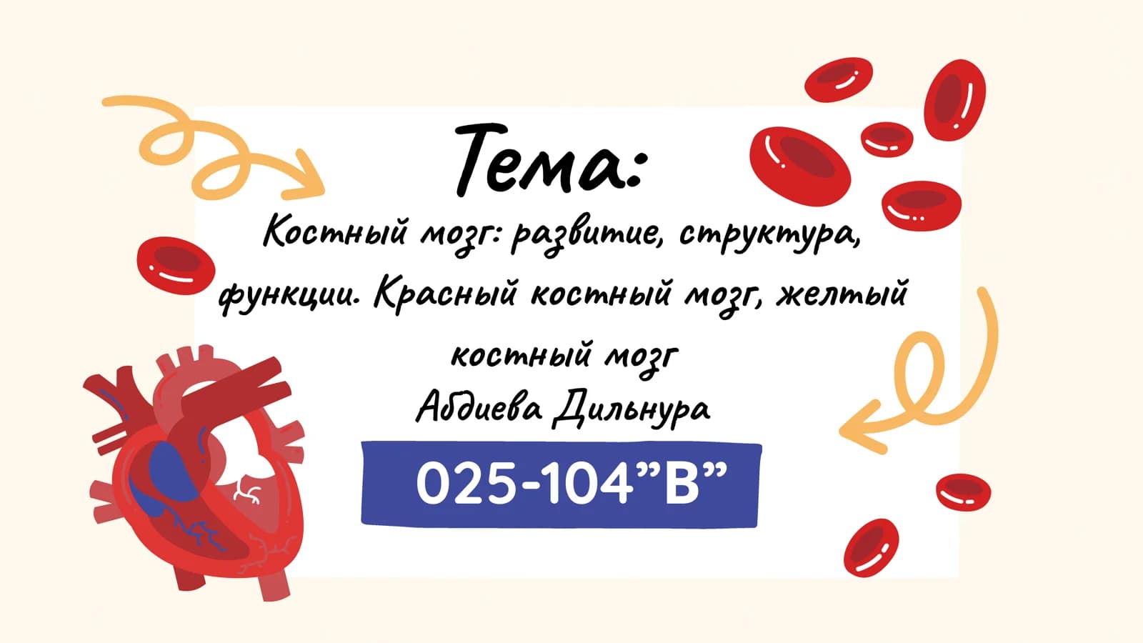 Костный мозг: развитие, структура, функции