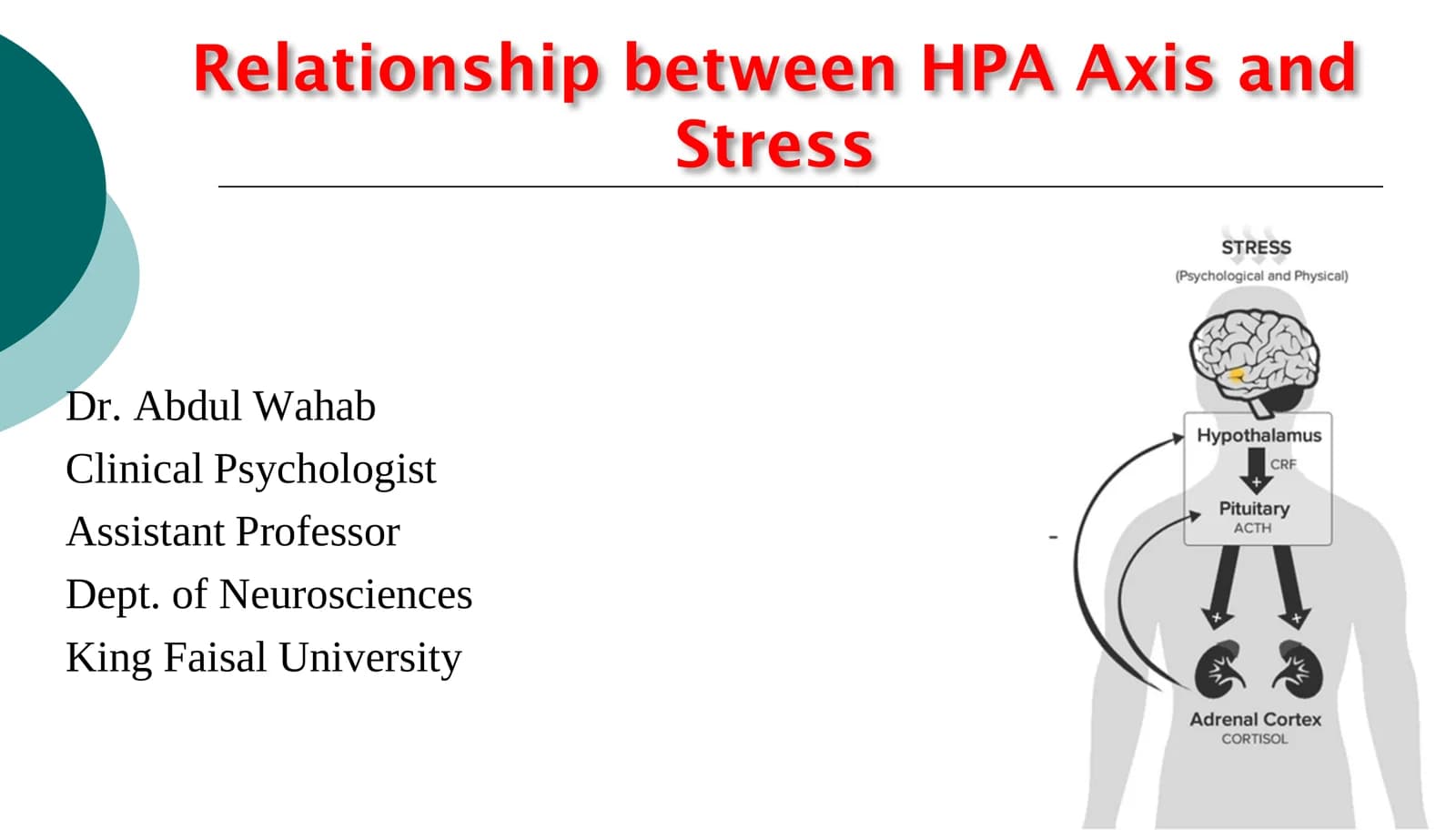 Relationship between HPA Axis and Stress