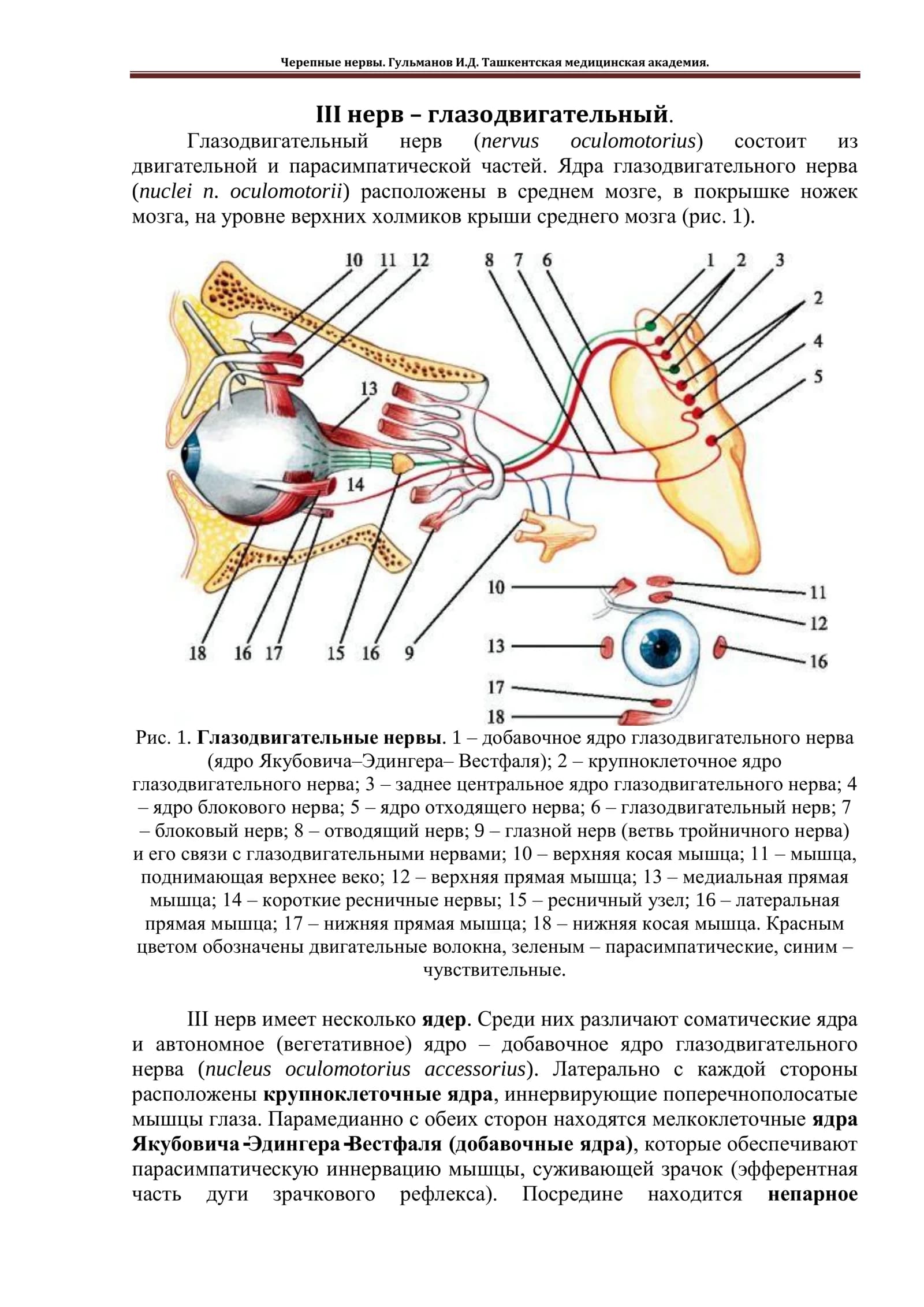 Глазодвигательный нерв
