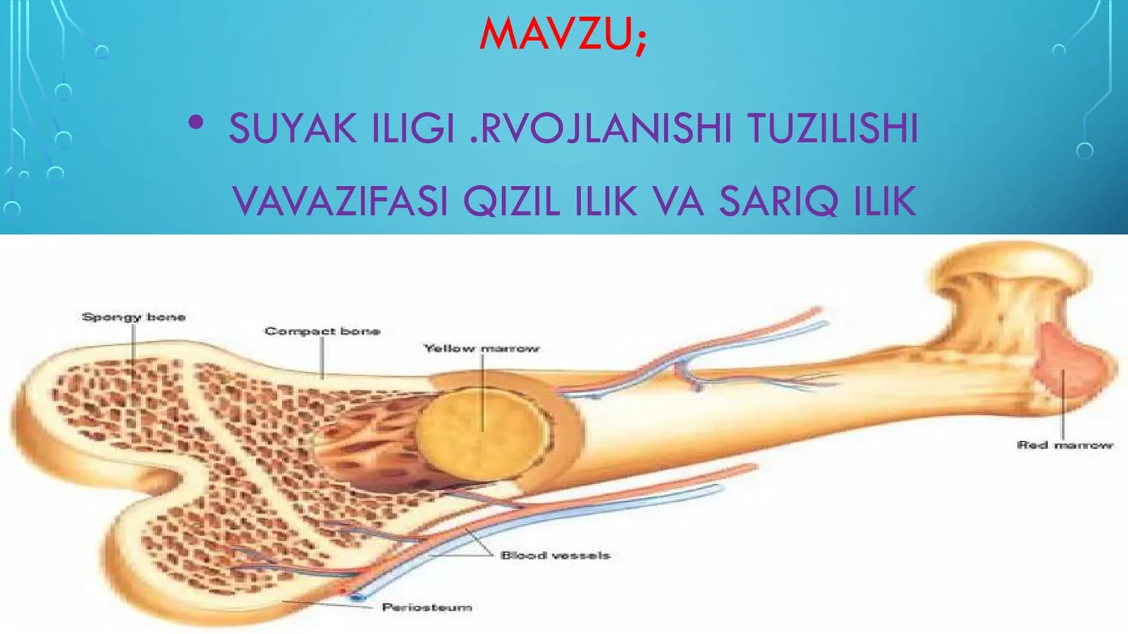 SUYAK ILIGI.RVOJLANISHI TUZILISHI VAVAZIFASI QIZIL ILIK VA SARIQ ILIK