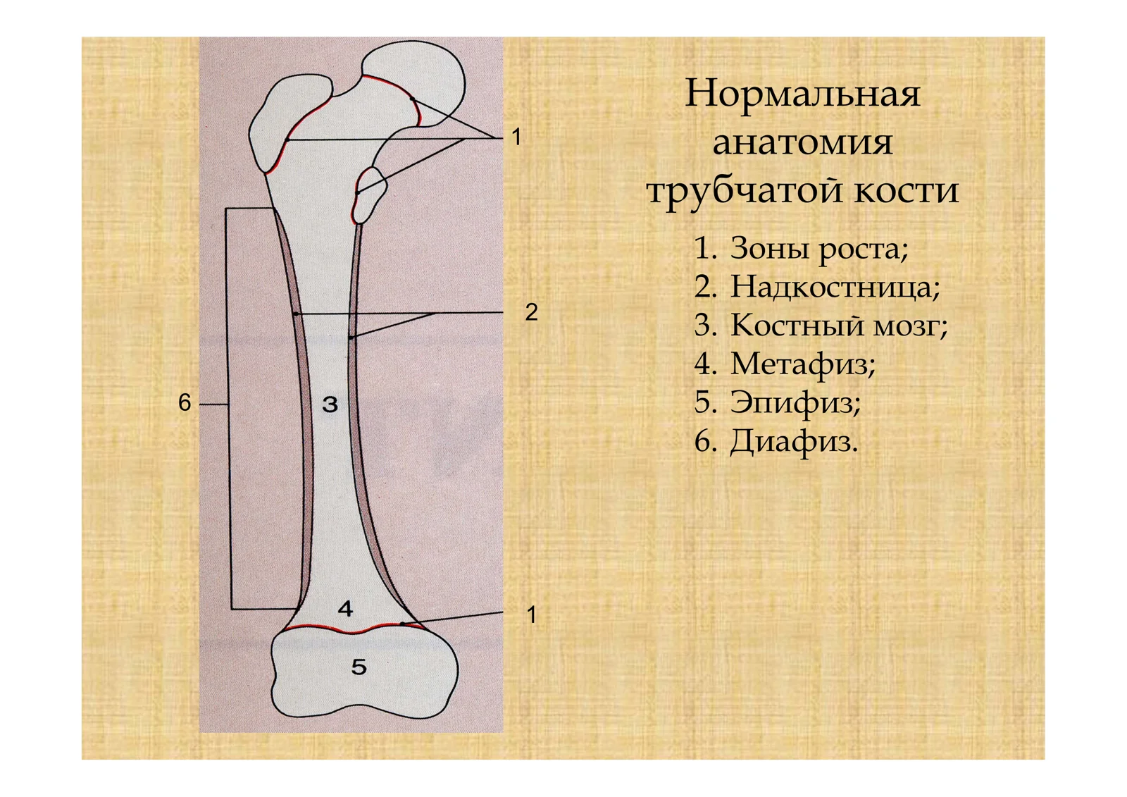 Остеомиелит