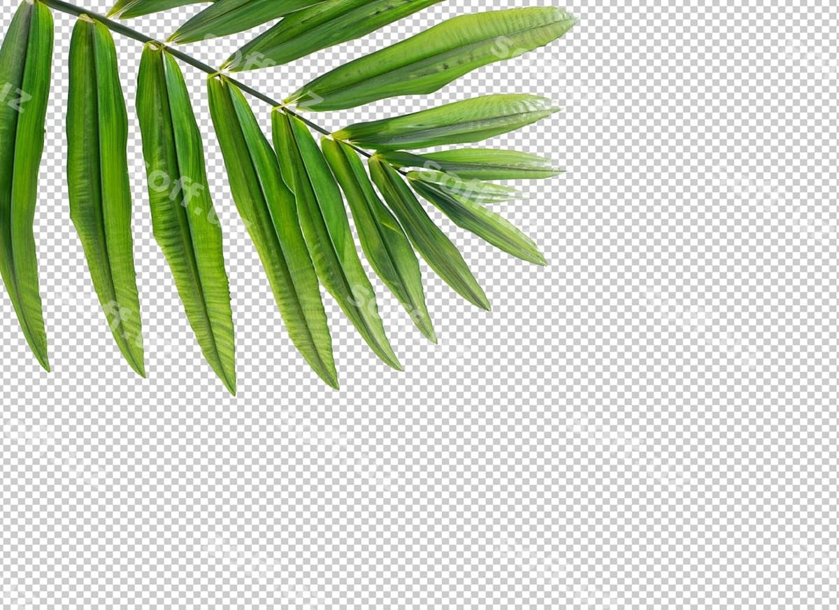 Palm choy yaproqlari alfa qat | Palm tree leaves alpha layer