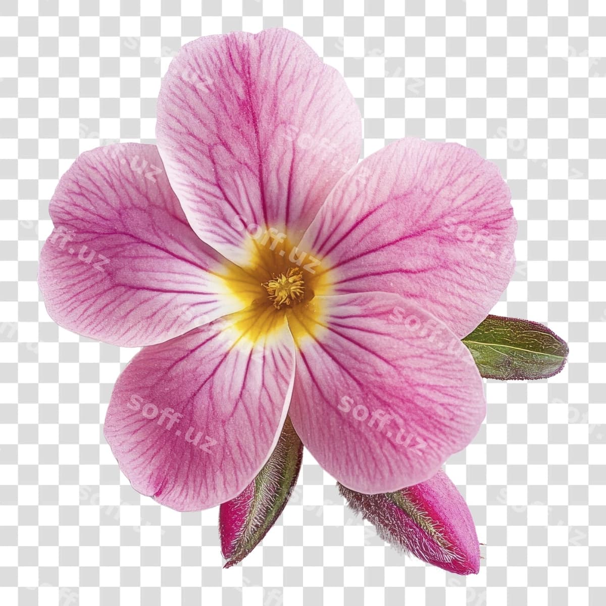 Png primrose gul fotografiyasi gullash | Png primrose flower photography blossom