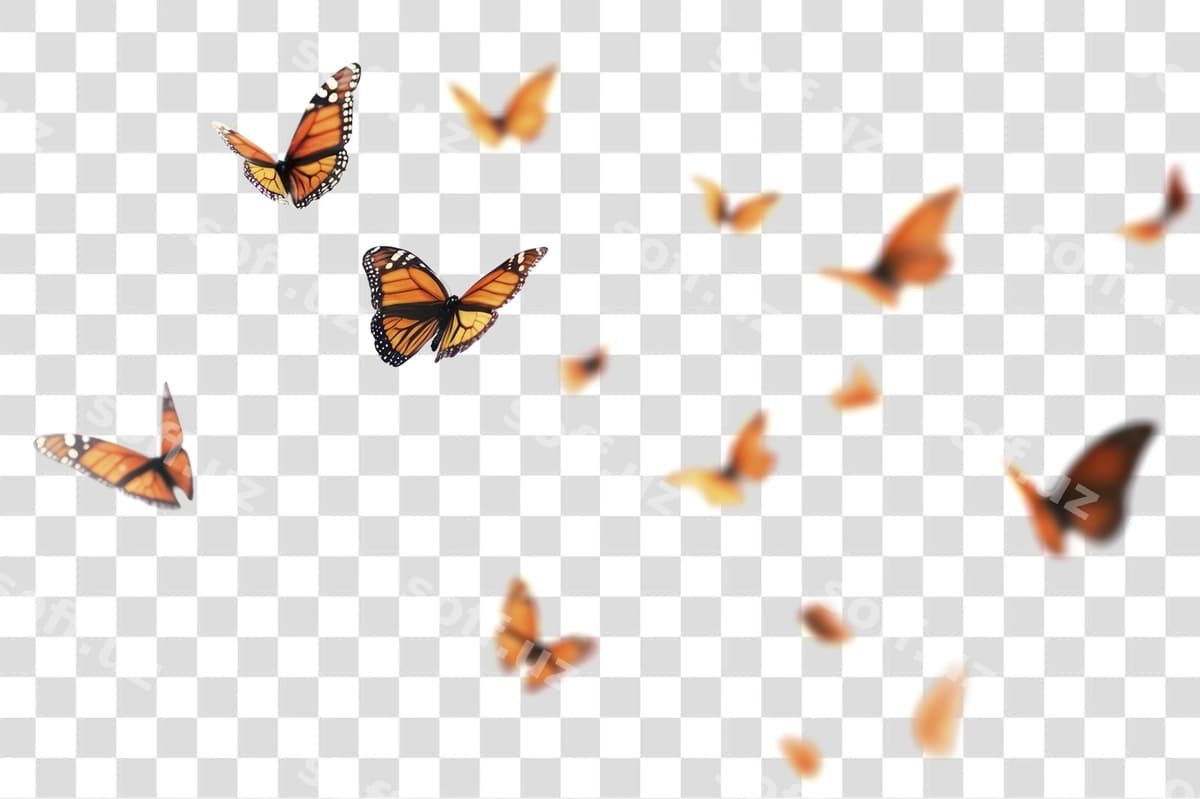 Png binofat monarx pepelotlari uchish | Png vibrant monarch butterflies flight