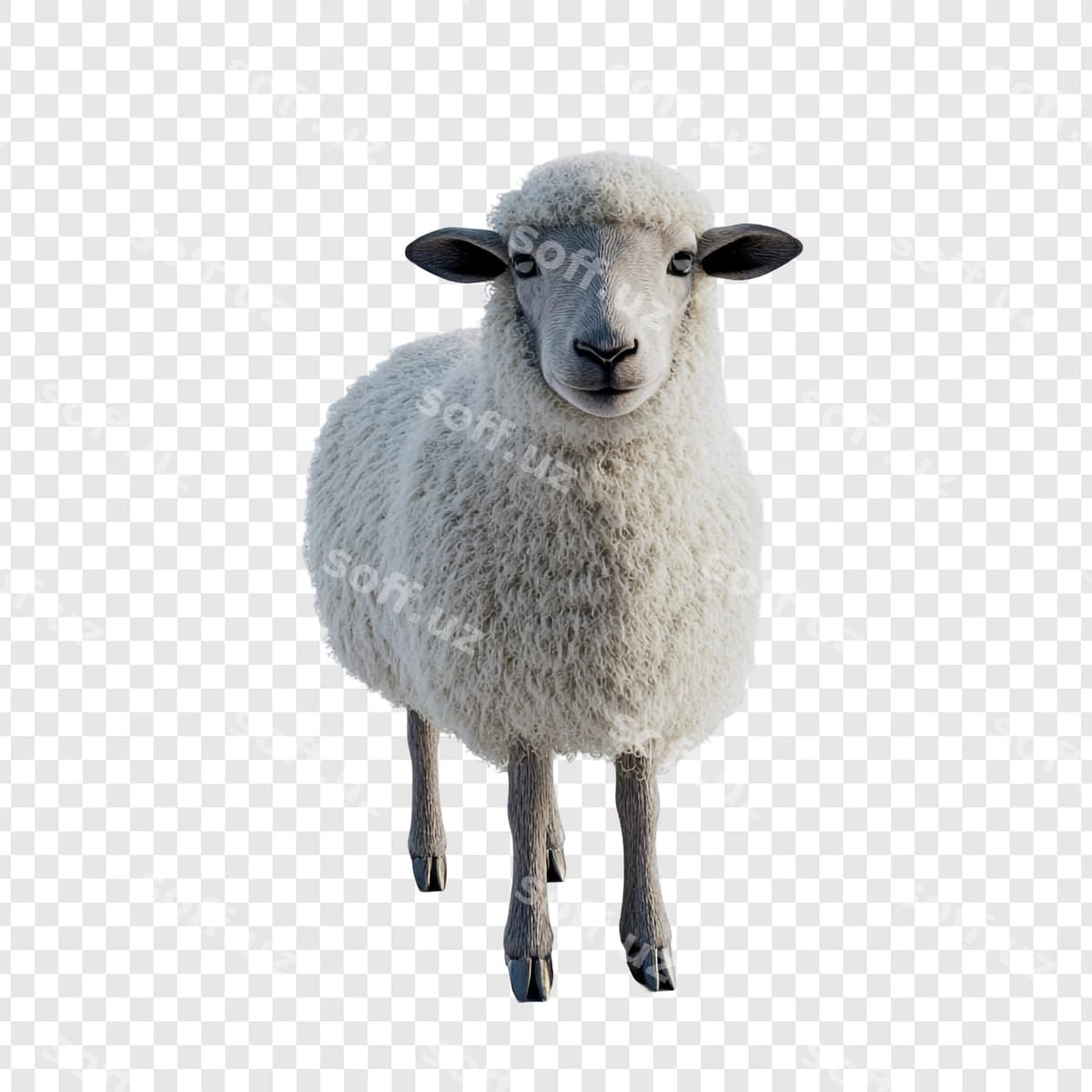 Bitta qoy kameraga qaramoqda | Single sheep facing camera