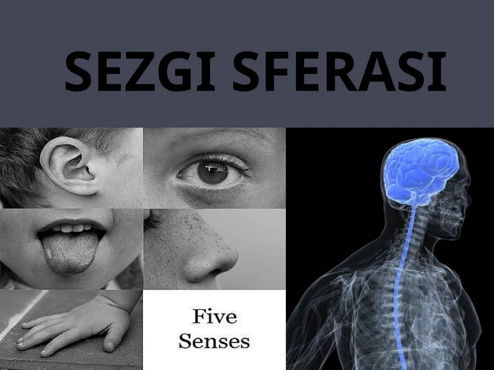 SEZGI SFERASI