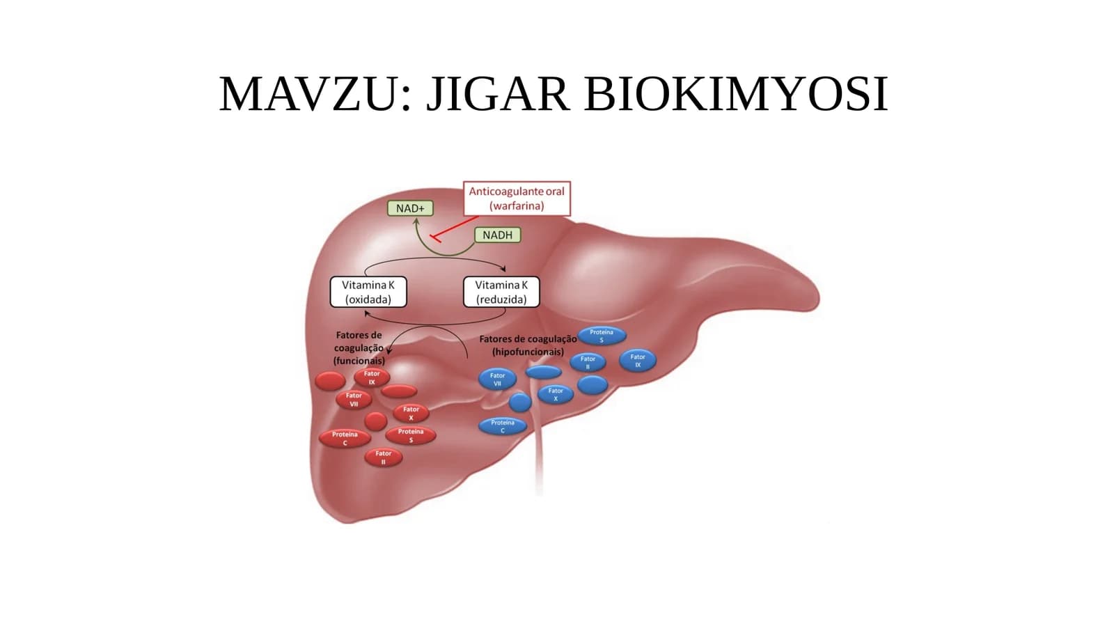 jigar biokimyosi