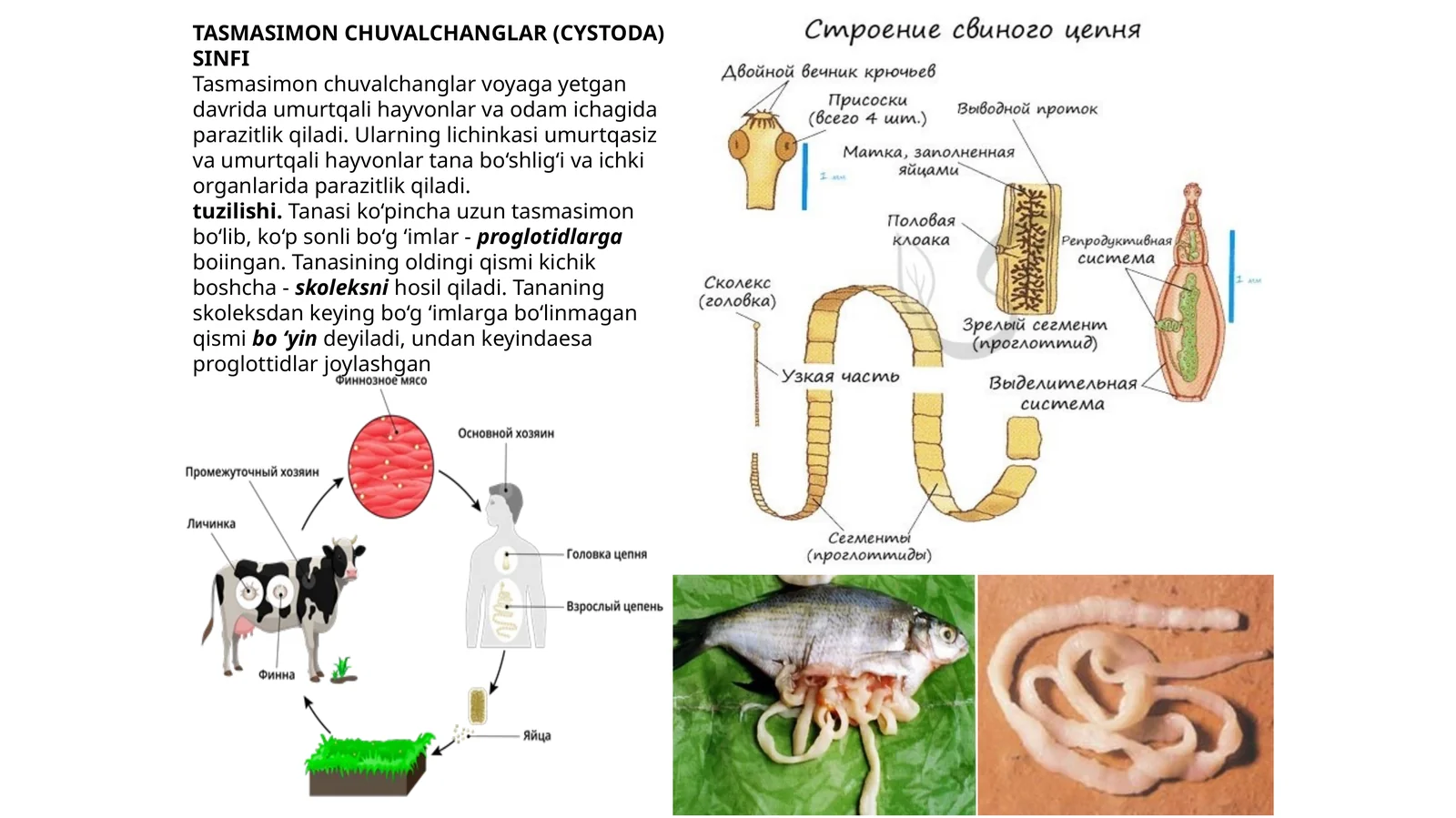 TASMASIMON CHUVALCHANGLAR (CYSTODA) SINF