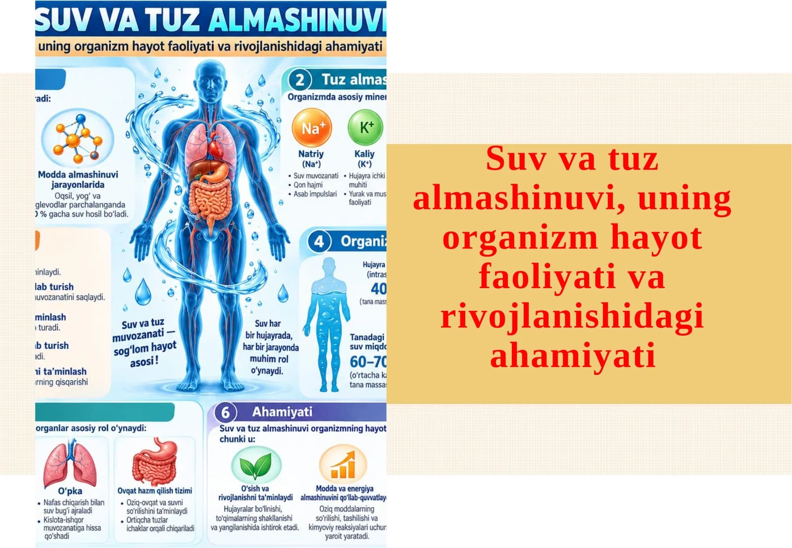 Suv va tuz almashinuvi, uning organizm hayot faoliyati va rivojlanishidagi ahamiyati