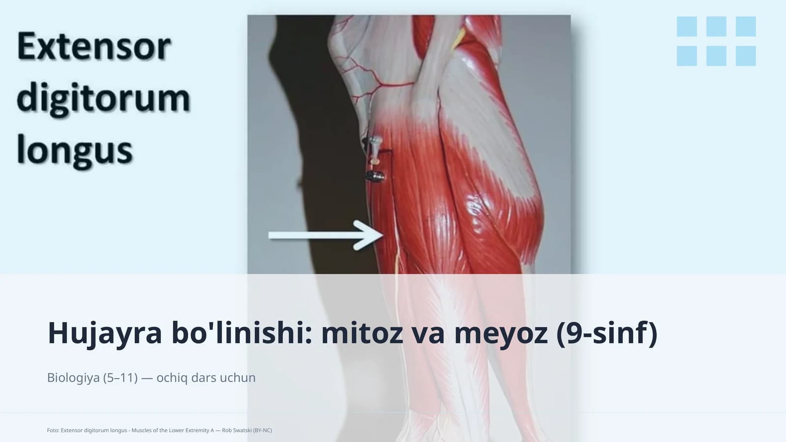 Hujayra bo'linishi: mitoz va meyoz (9-sinf)