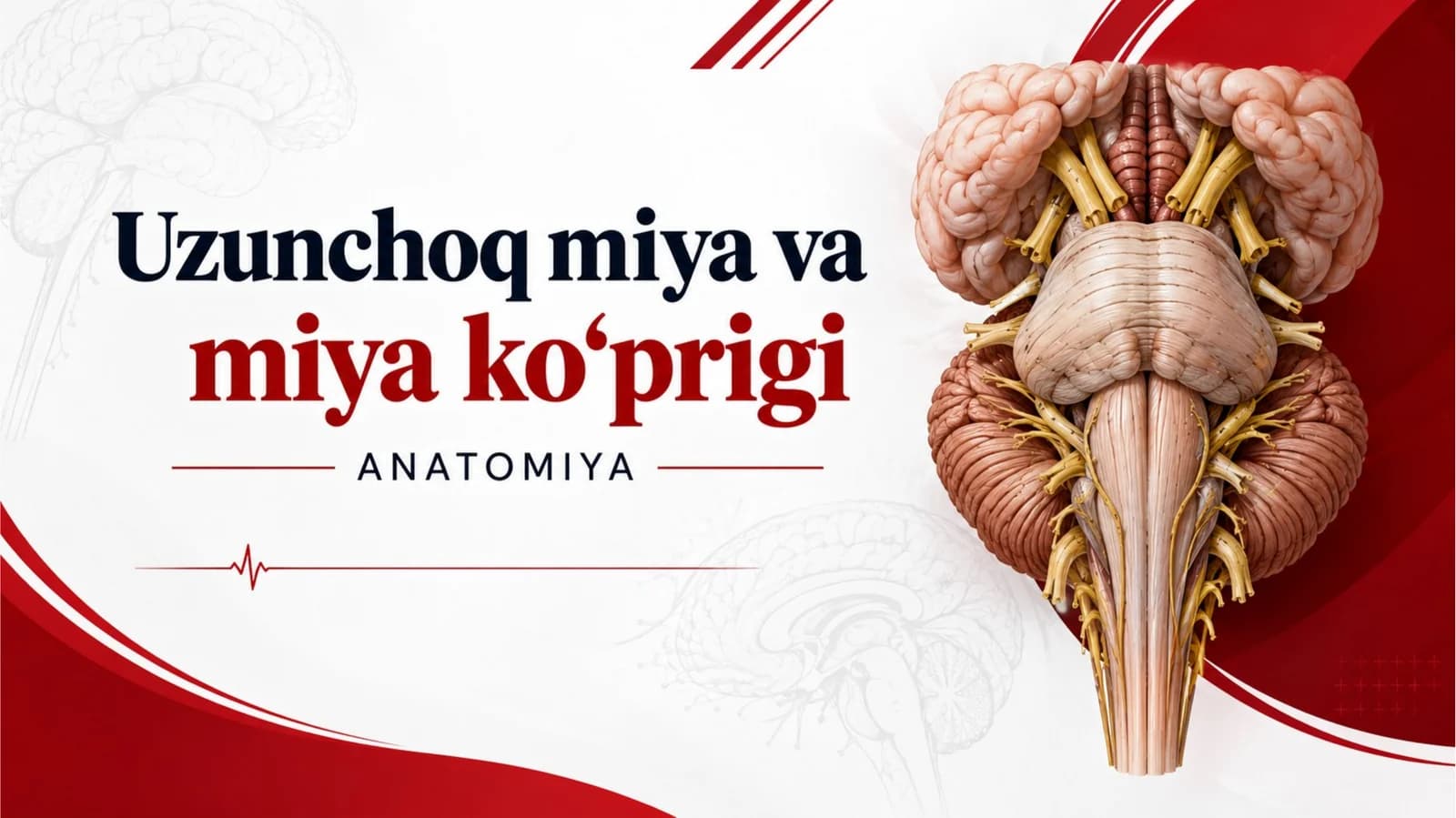 Uzunchoq miya va miya ko'prigi