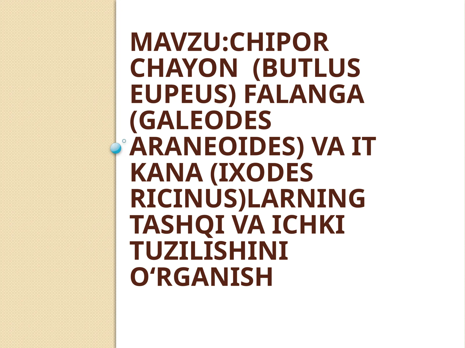Chiporchayon (butlus eupeus), Falanga (Galeodes araneoides) va It kana (ixodes ricinus) tashqiva ichki tuzilishini o‘rganish