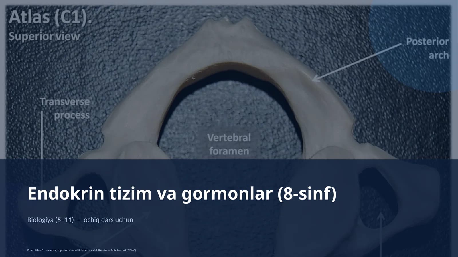 Endokrin tizim va gormonlar (8-sinf)