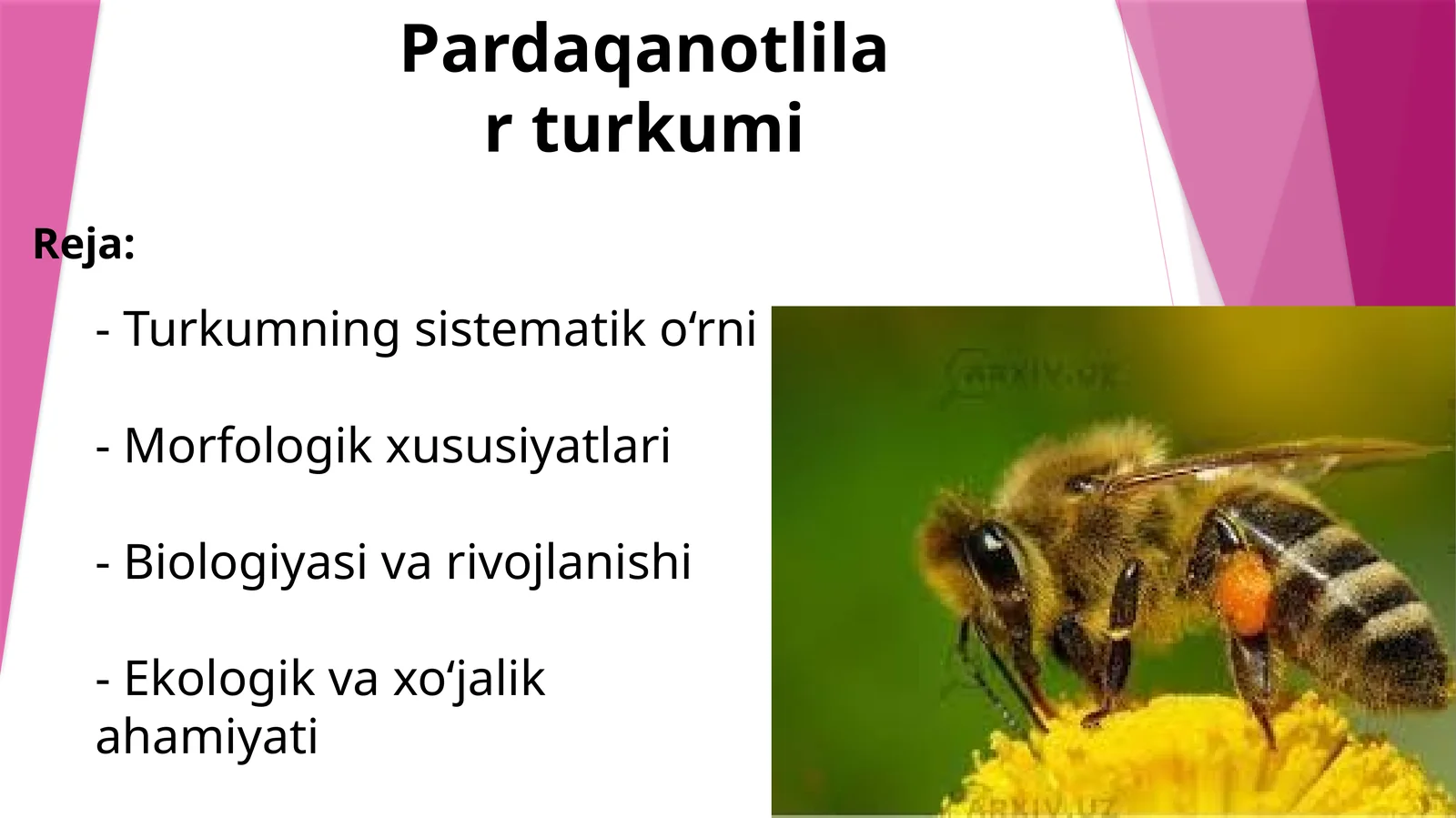 Pardaqanotlilarumumiytavsifi