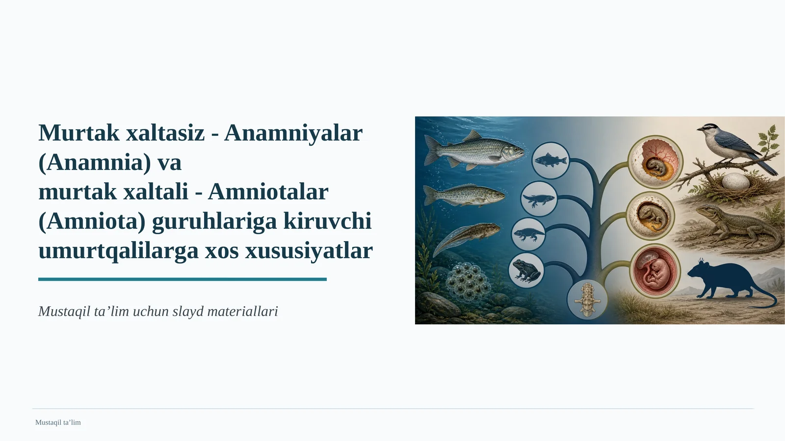 Umurtqalilarda embrional rivojlanish mezoni