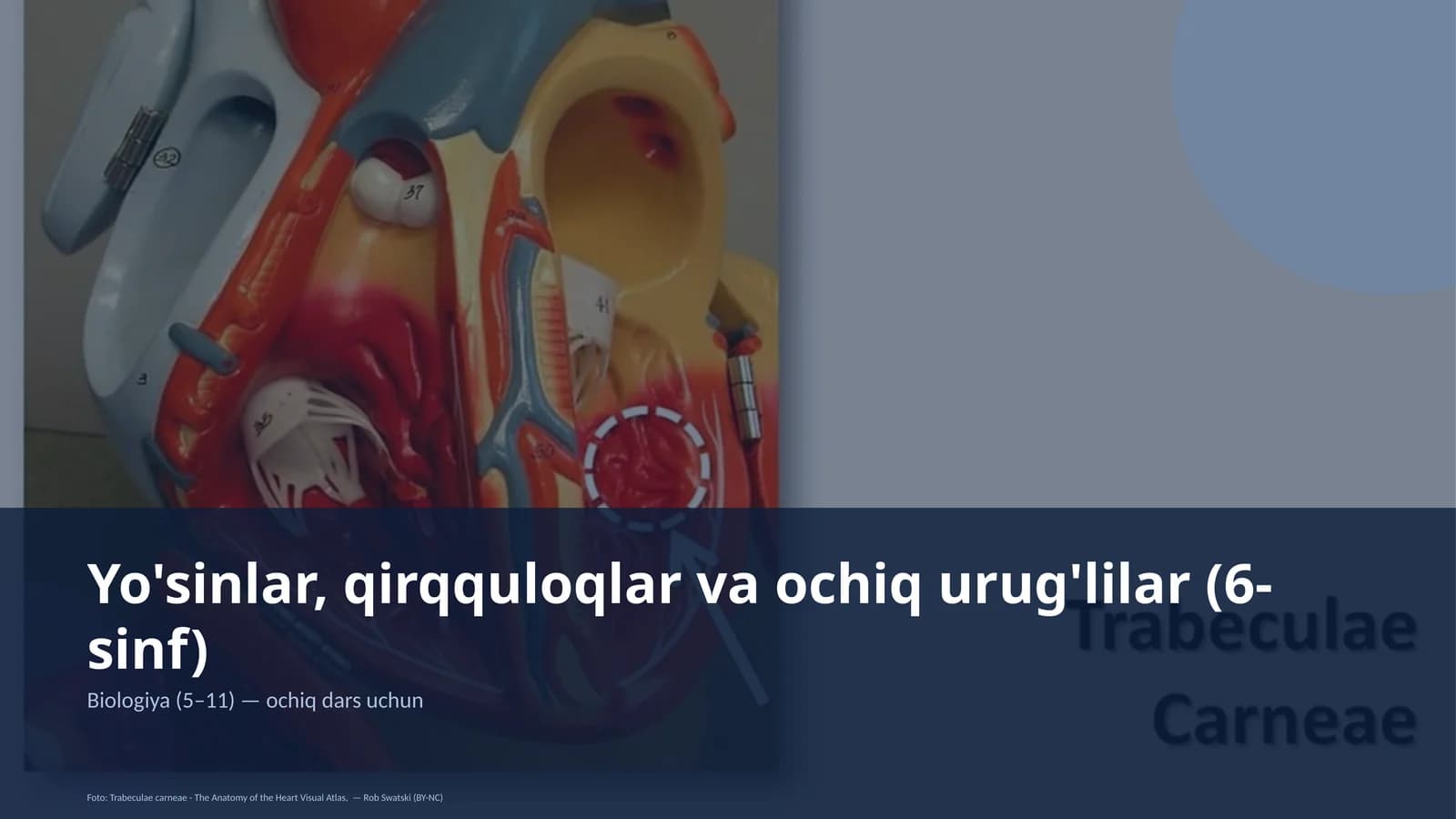 Yo'sinlar, qirqquloqlar va ochiq urug'lilar (6-sinf)