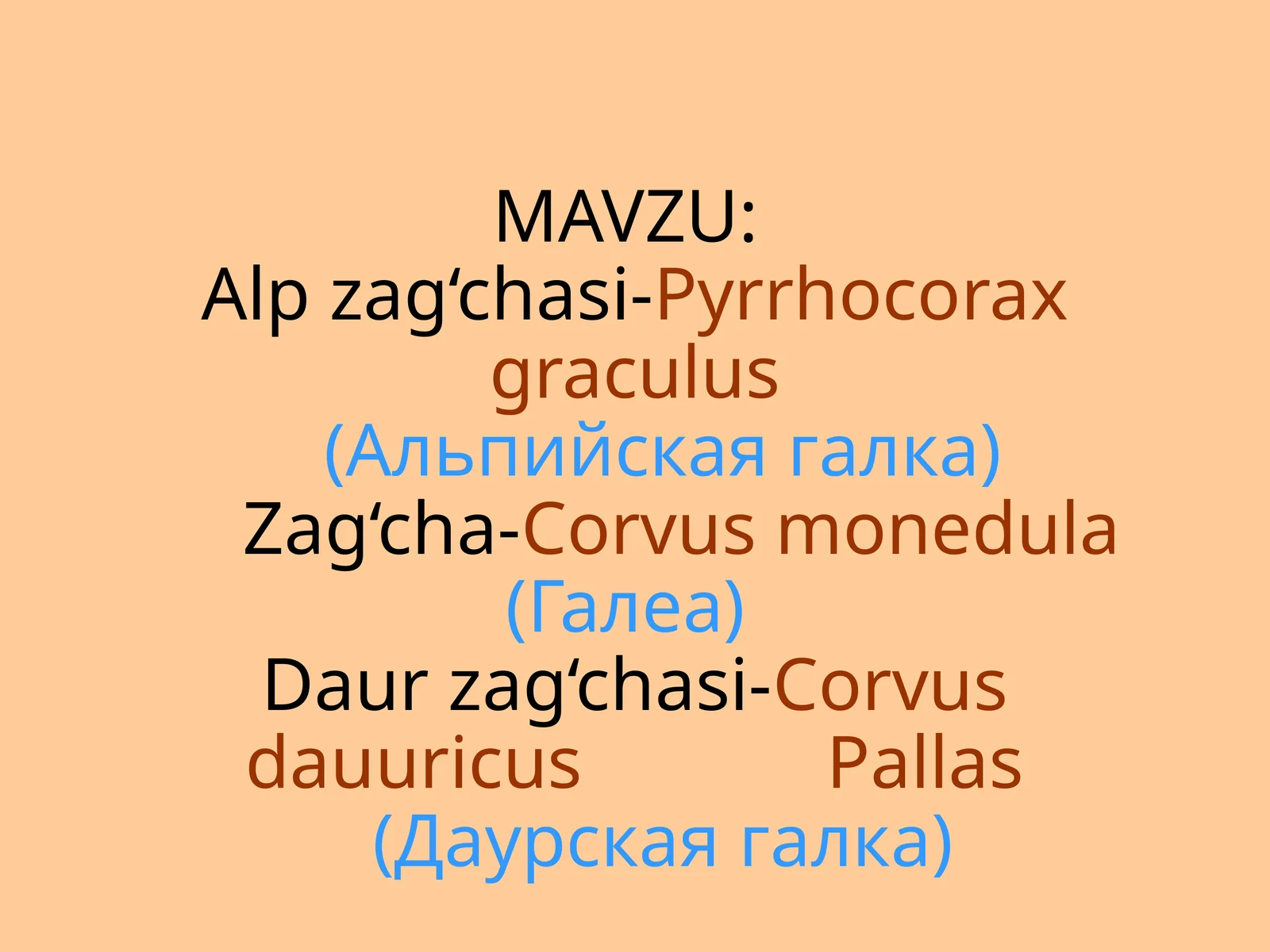 Alpzag‘chasi-Pyrrhocoraxgraculus(Альпийскаягалка)