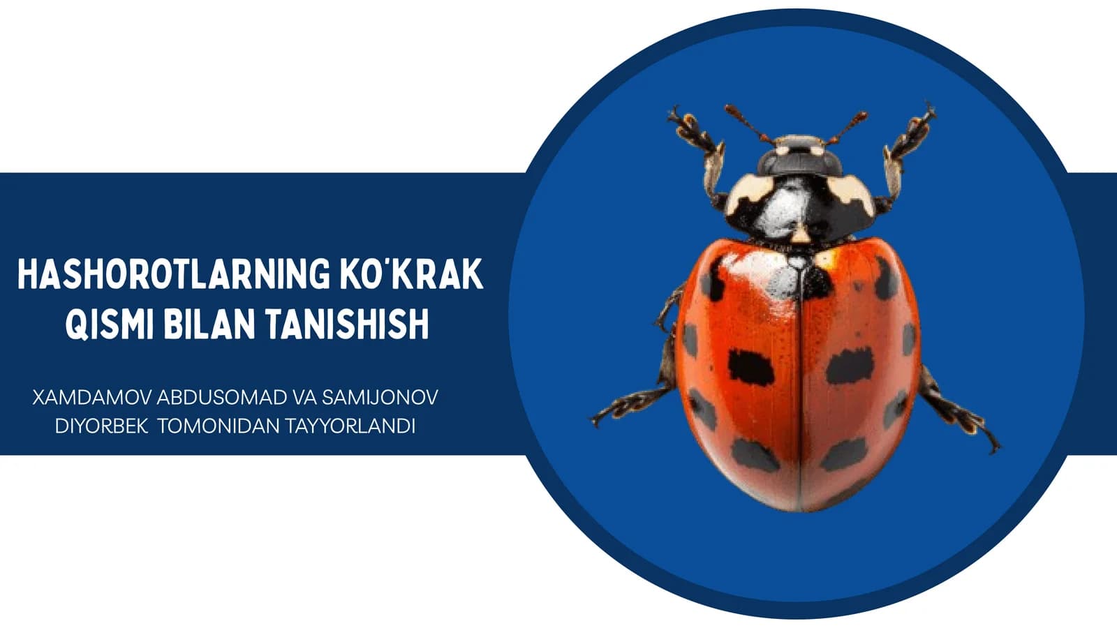 HASHOROTLARNING KO’KRAK QISMI BILAN TANISHISH