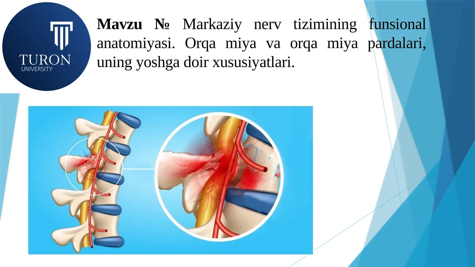 Markaziy nerv tizimining funsional anatomiyasi