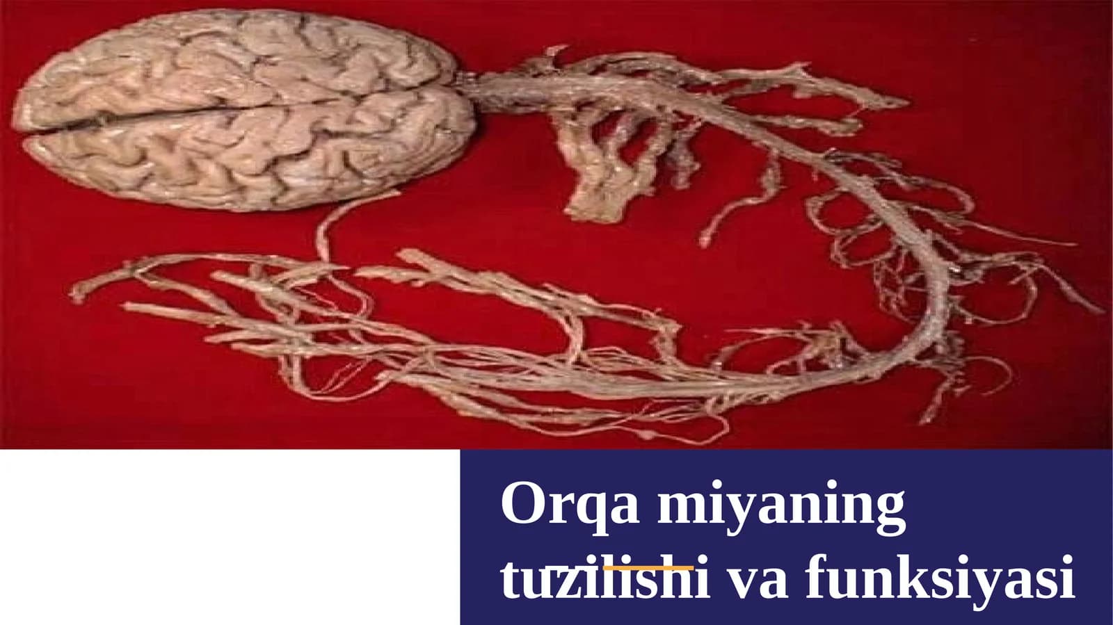 Orqamiyaningtuzilishivafunksiyasi