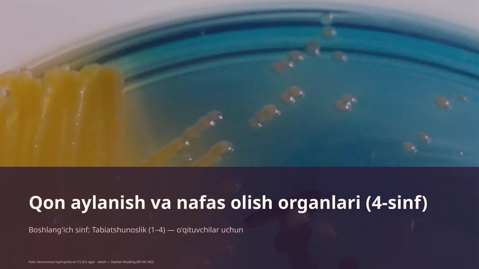Qon aylanish va nafas olish organlari (4-sinf)