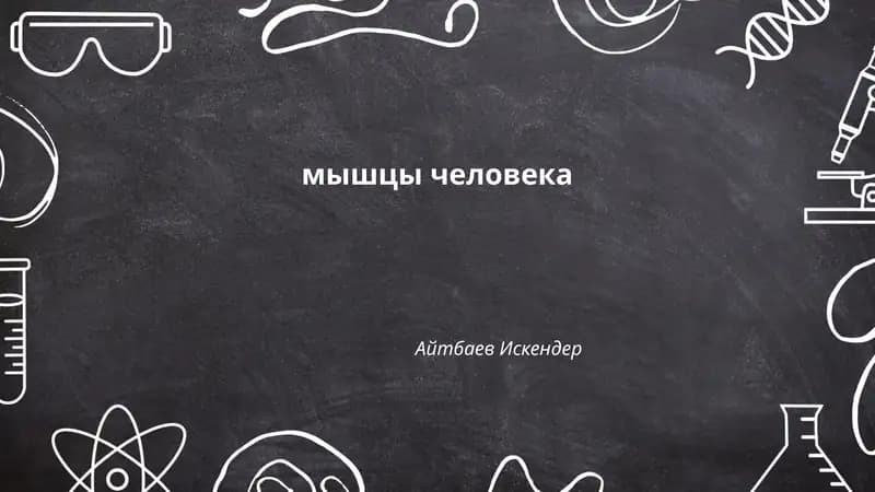 мышцы человека