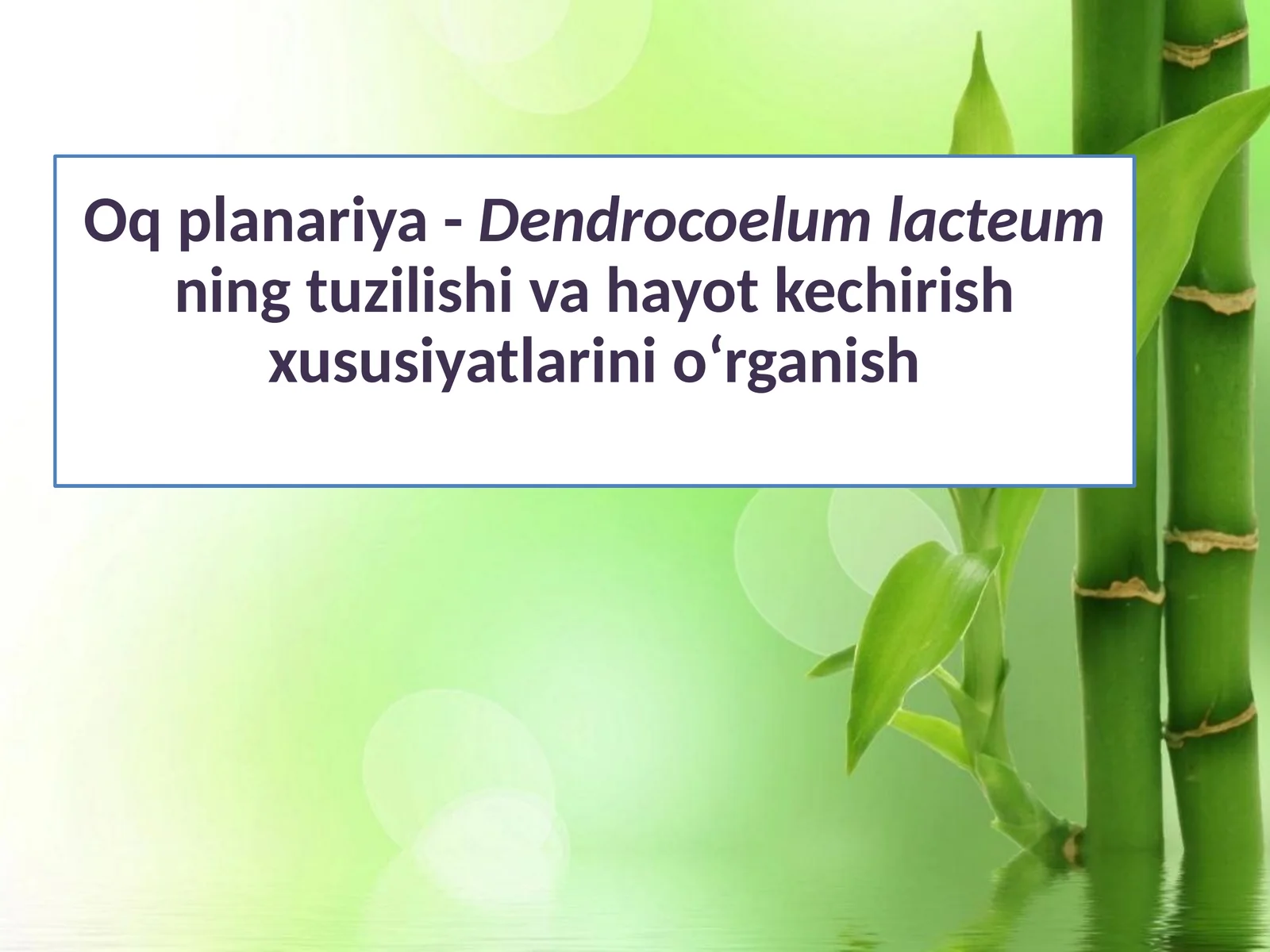Oqplanariya-Dendrocoelumlacteumningtuzilishivahayotkechirishxususiyatlarinio‘rganish