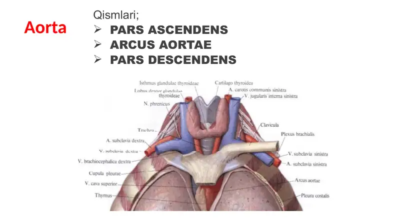 aorta