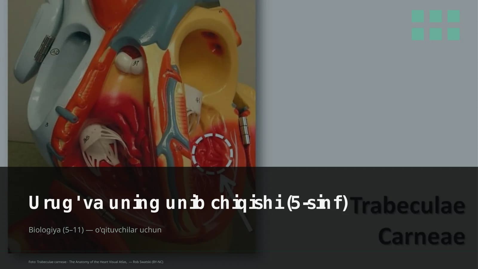 Urug' va uning unib chiqishi (5-sinf)