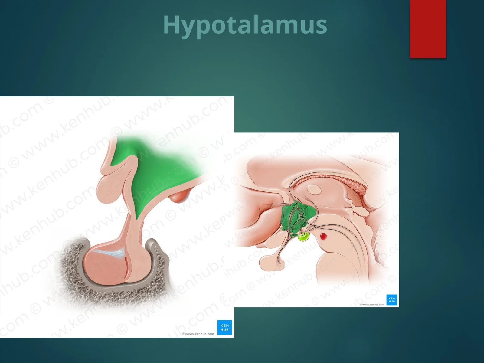 Hypothalamus