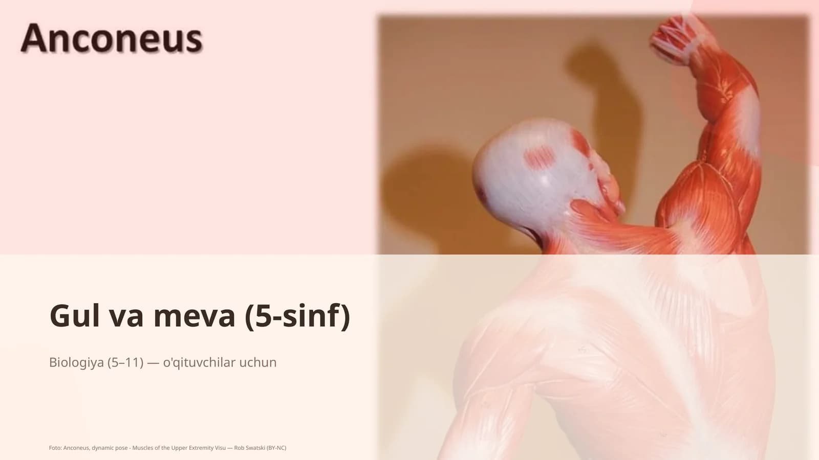 Gul va meva (5-sinf)