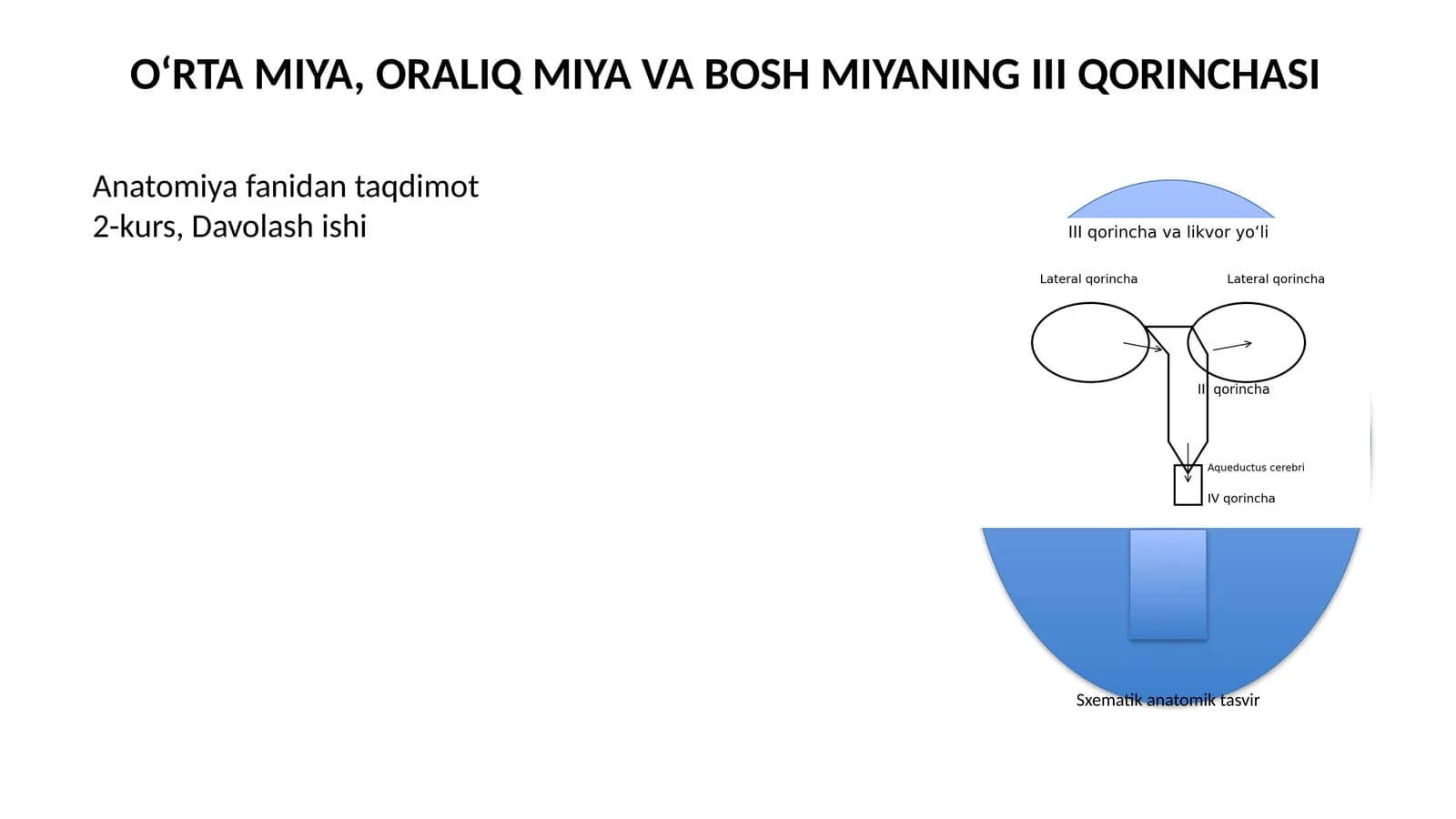 O‘RTA MIYA, ORALIQ MIYA VA BOSH MIYANING III QORINCHASI