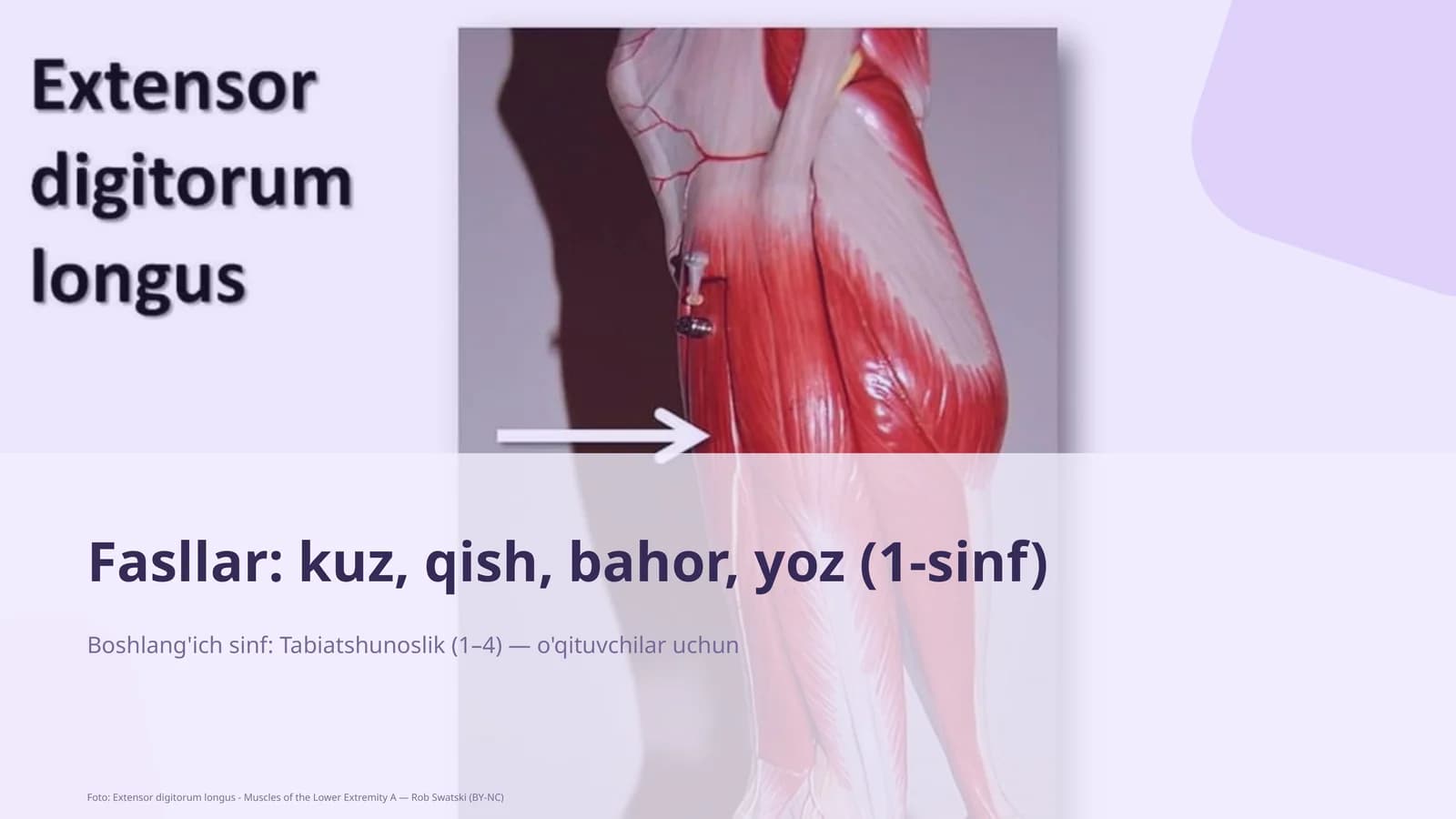 Tabiatshunoslik Dars Rejasi
