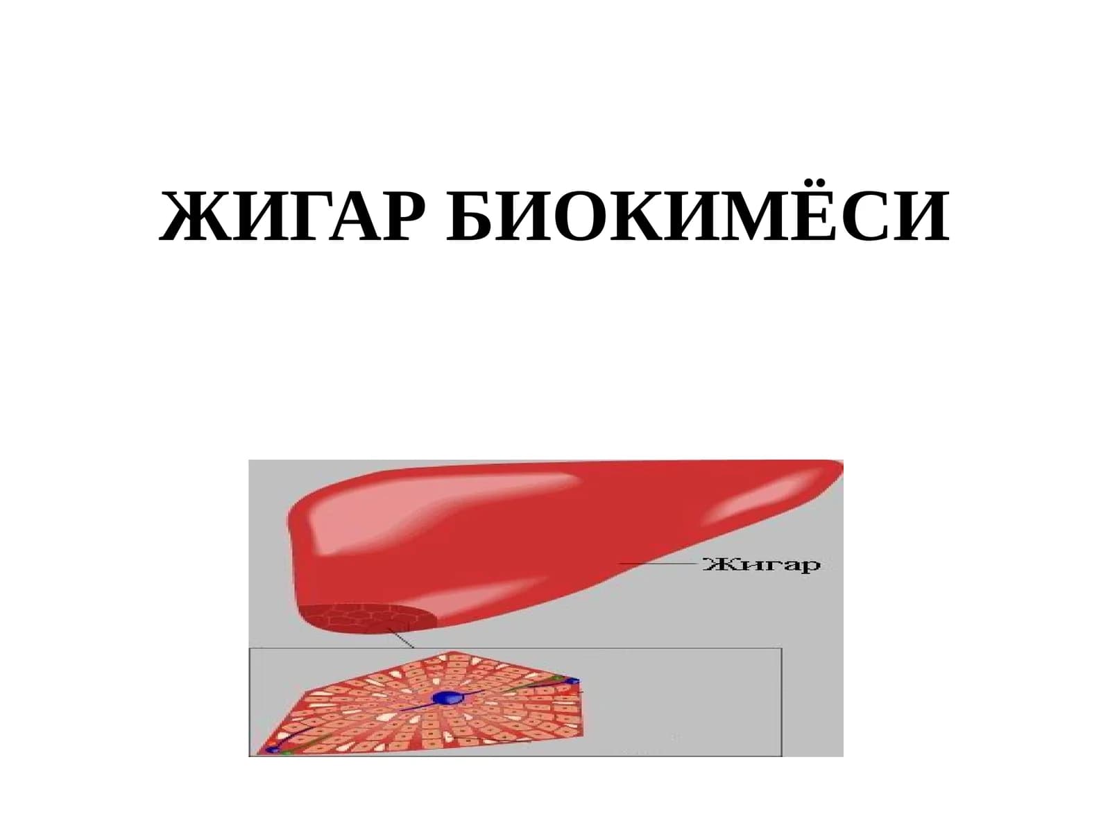 Жигар Биокимёси