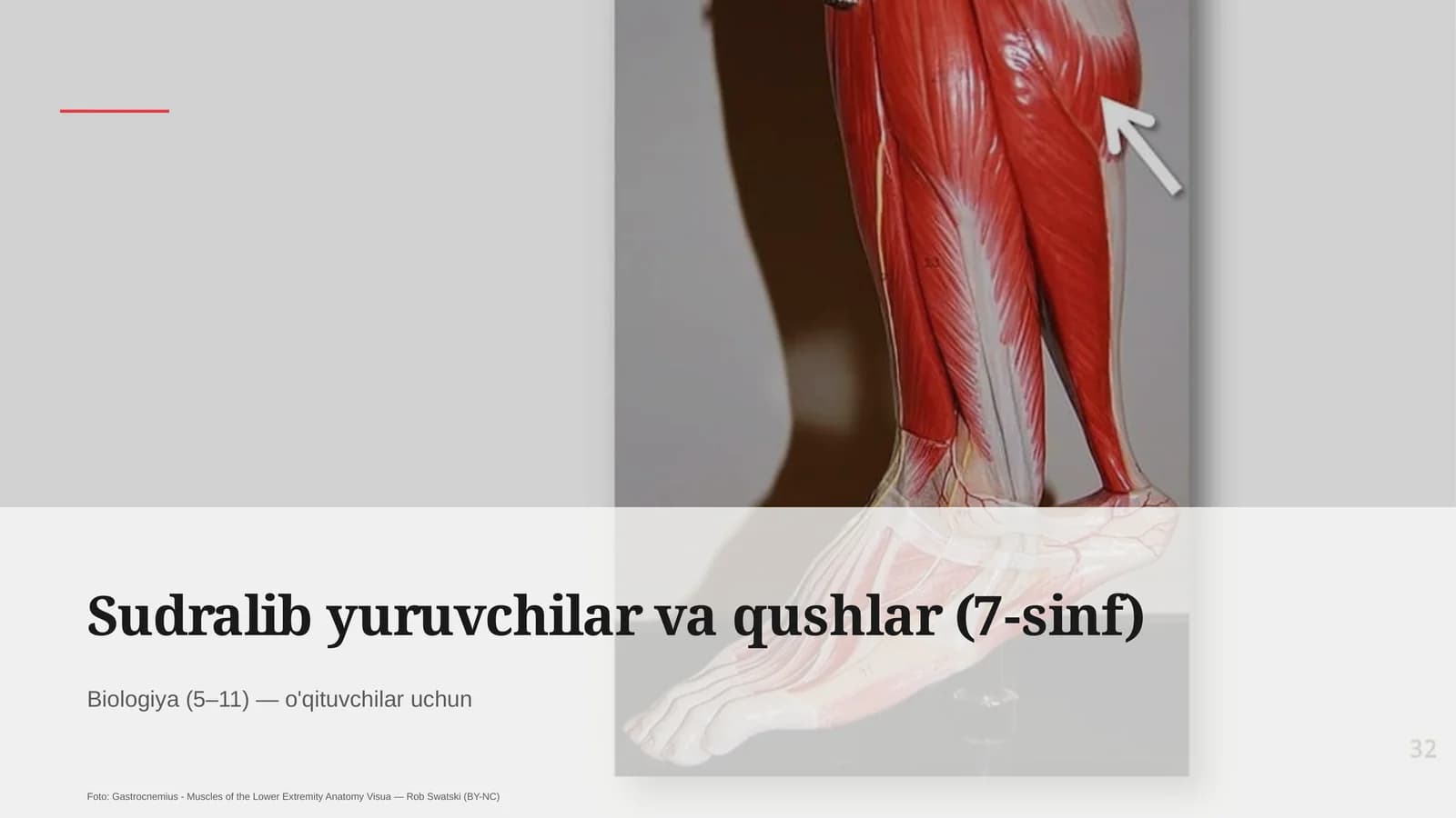 Sudralib yuruvchilar va qushlar (7-sinf) Biologiya (5–11) — o'qituvchilar uchun