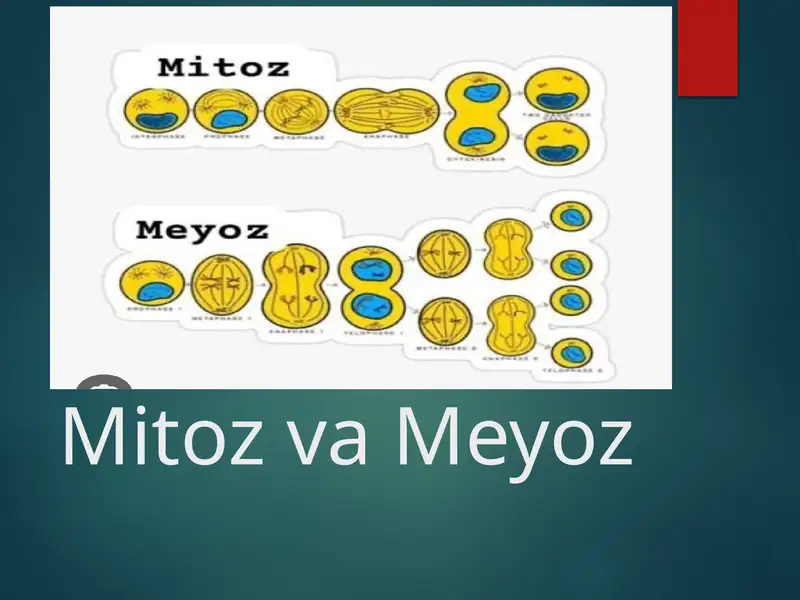 Mitoz va Meyoz