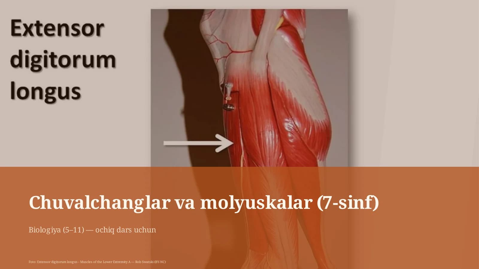 Chuvalchanglar va molyuskalar