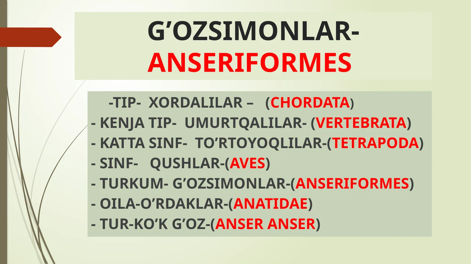 G’ozsimonlar- Anseriformes
