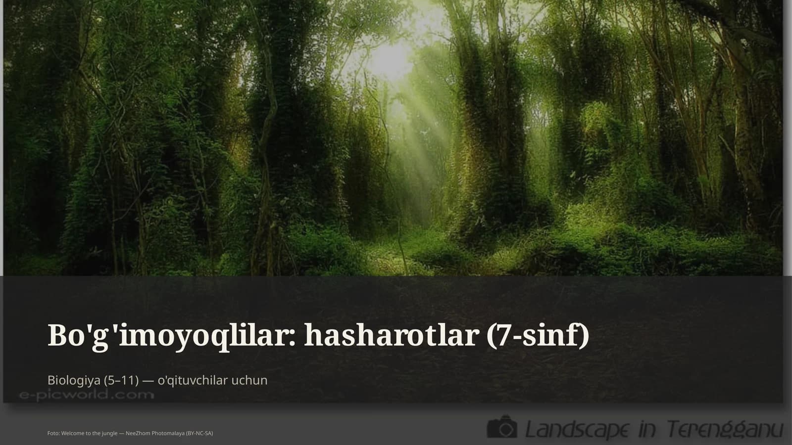 Bo'g'imoyoqlilar: hasharotlar (7-sinf)