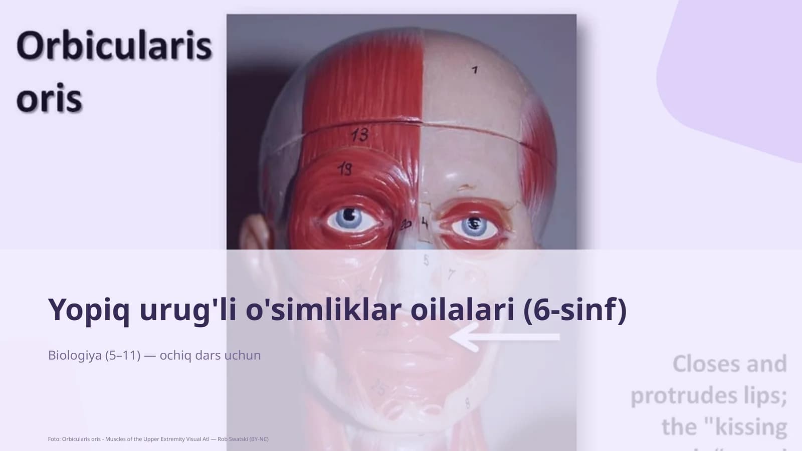 Yopiq urug'li o'simliklar oilalari (6-sinf)