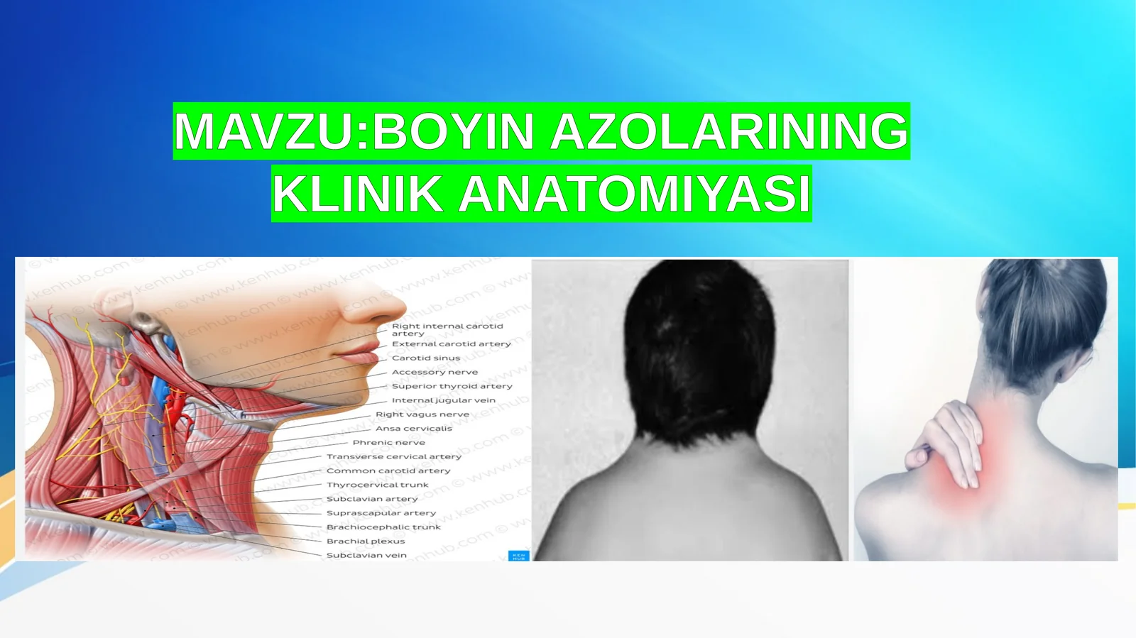 BOYIN AZOLARINING KLINIK ANATOMIYASI