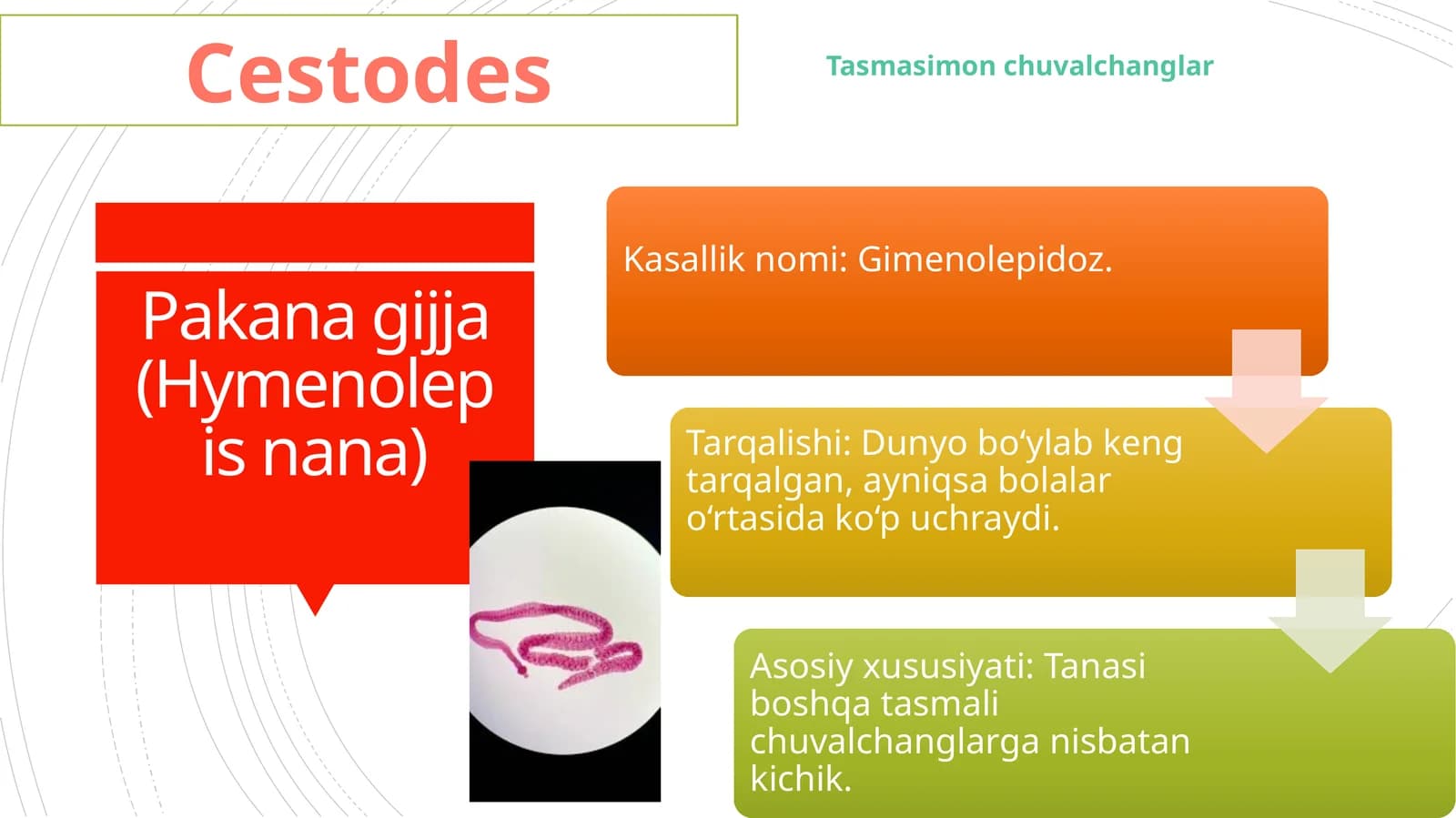 Pakana gijja (Hymenolepis nana)