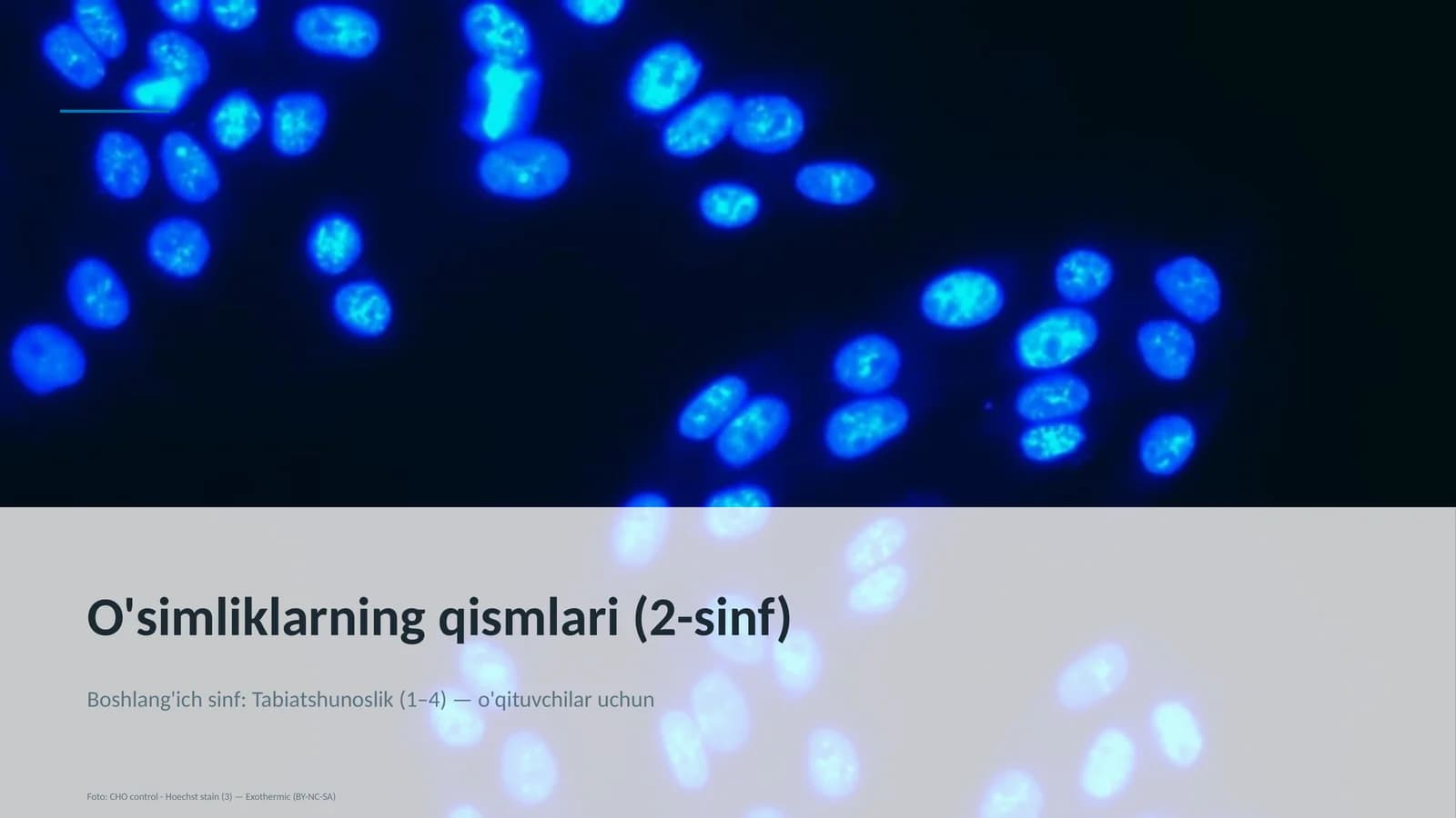 O'simliklarning qismlari (2-sinf)