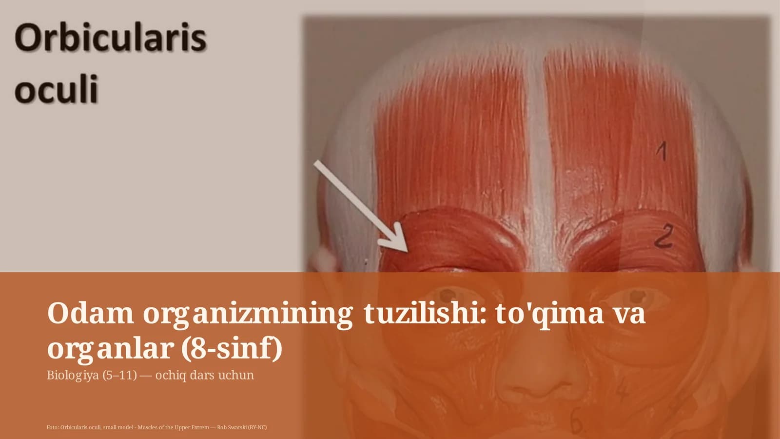 Odam organizmining tuzilishi: to'qima va organlar (8-sinf)