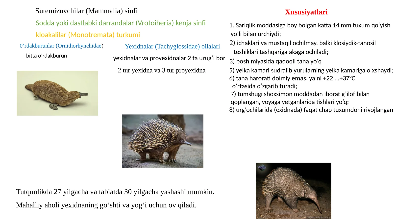 Sutemizuvchilar(Mammalia)sinfi