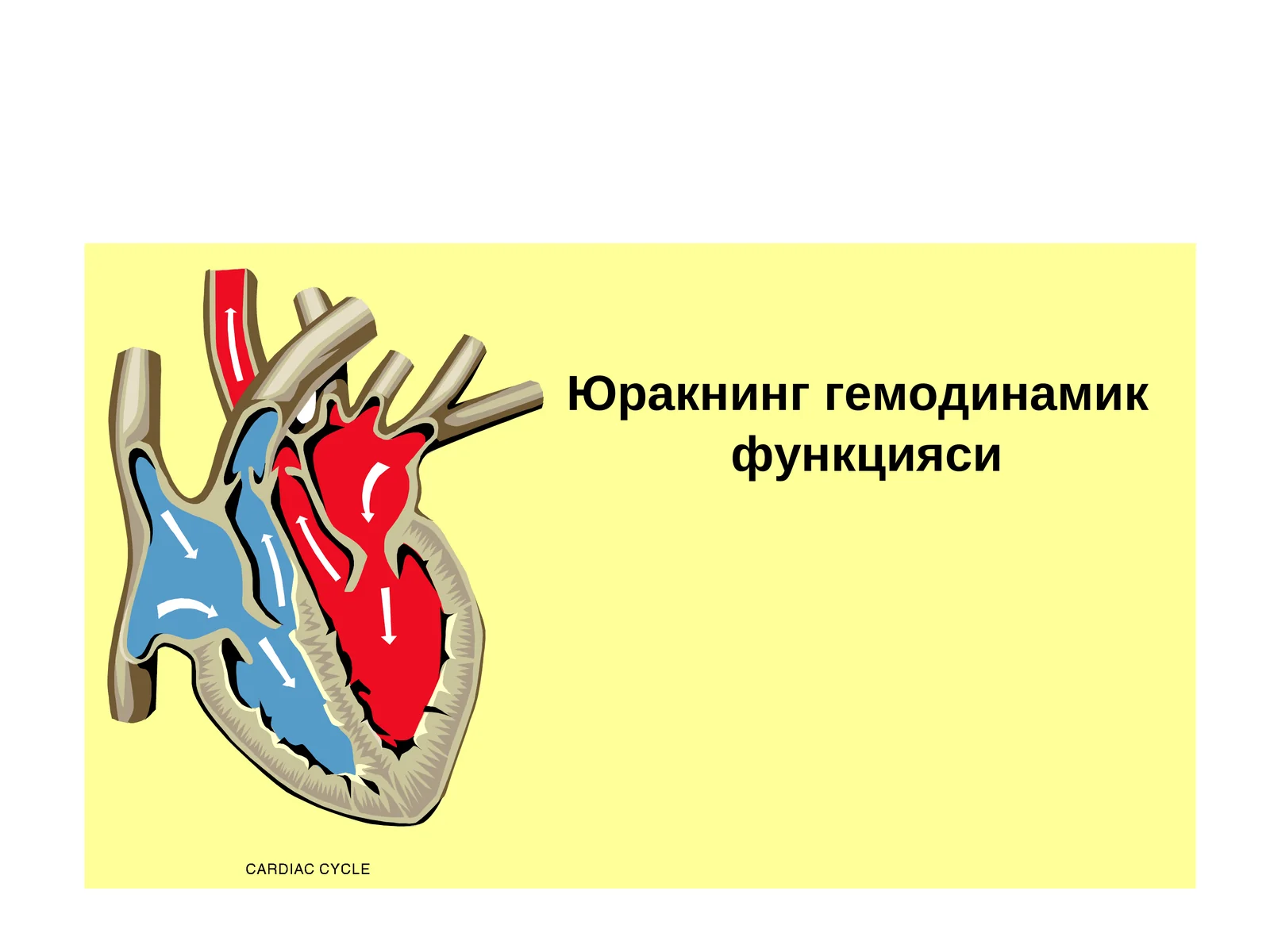 Юракнинг гемодинамик функцияси